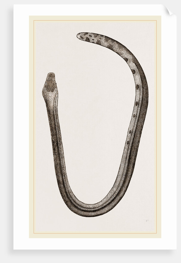 Bicoloured Sea-Snake by Anonymous