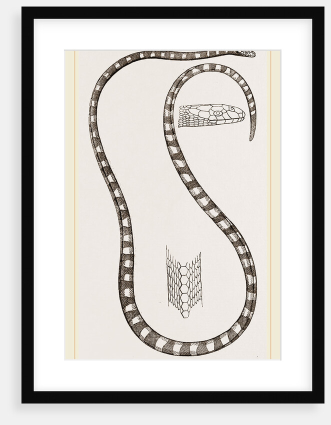 Banded Sea-Snake by Anonymous