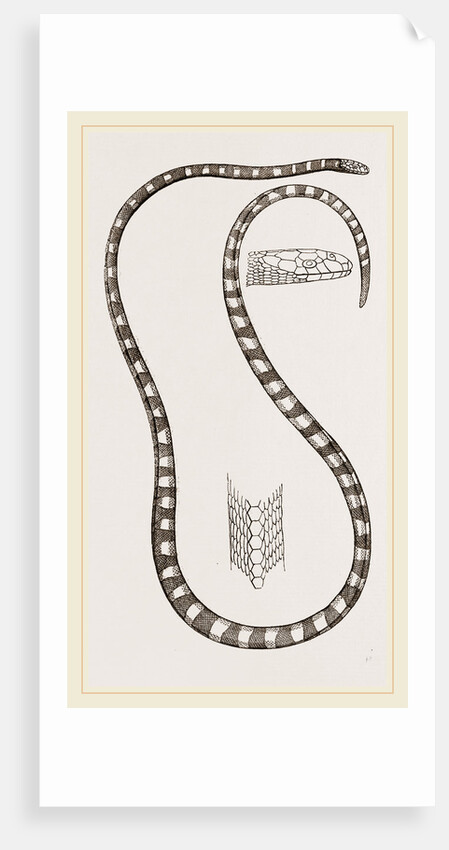 Banded Sea-Snake by Anonymous
