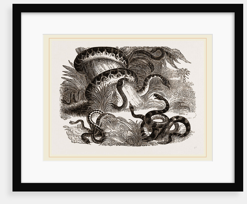 Group of Terrestrial Snakes by Anonymous
