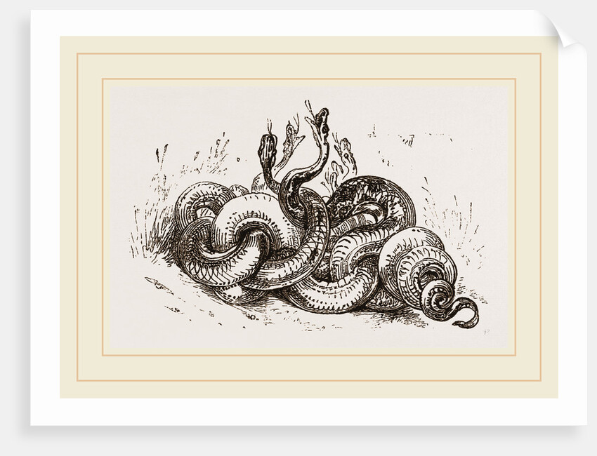 Snakes aroused from hybernation by Anonymous
