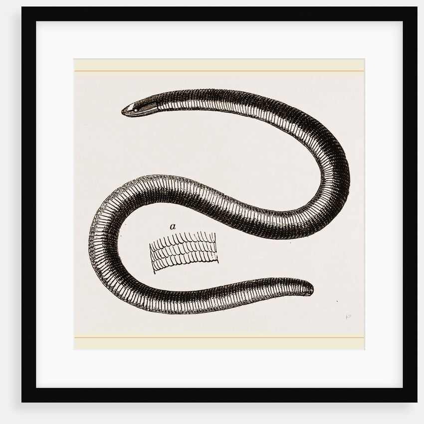 Two-banded Caecilia by Anonymous