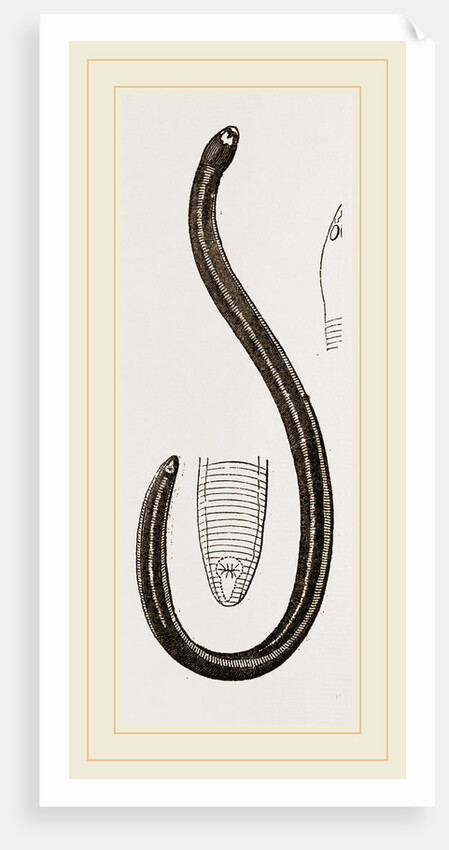 Two-banded Caecilia by Anonymous