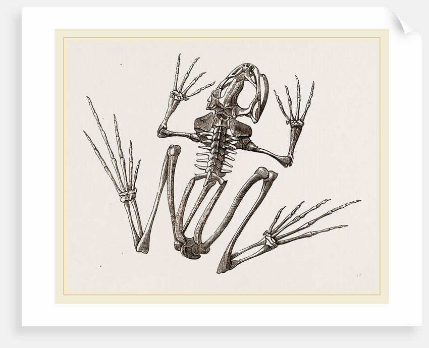 Skeleton of Common Frog by Anonymous