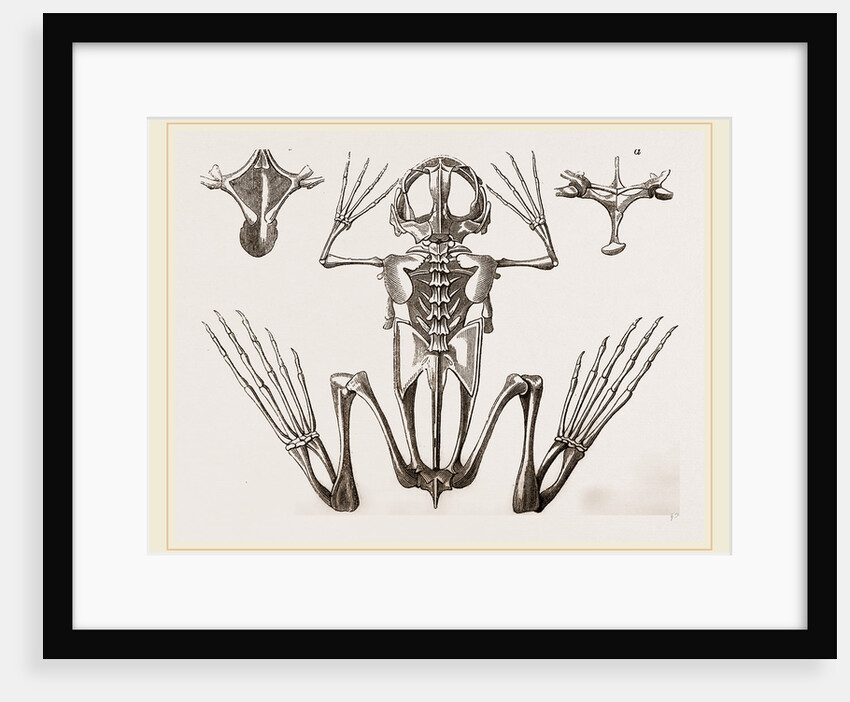 Skeleton of Cape Dactylaethra by Anonymous