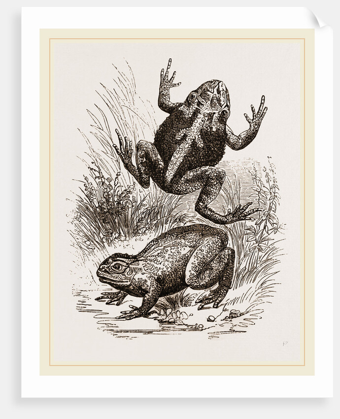 Painted Frogs by Anonymous