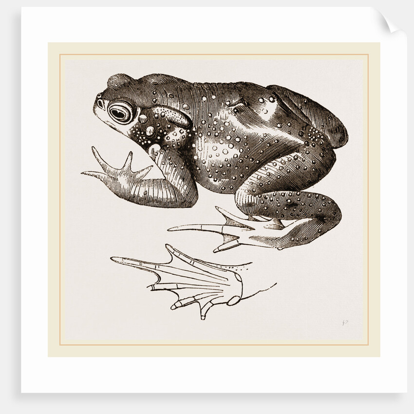 Common Toad by Anonymous