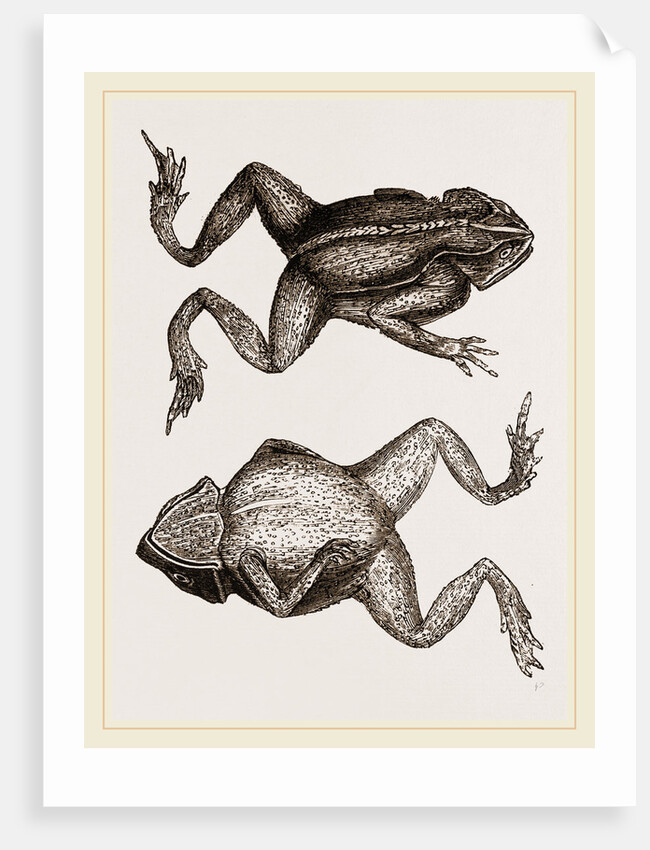 Mitred Toad by Anonymous