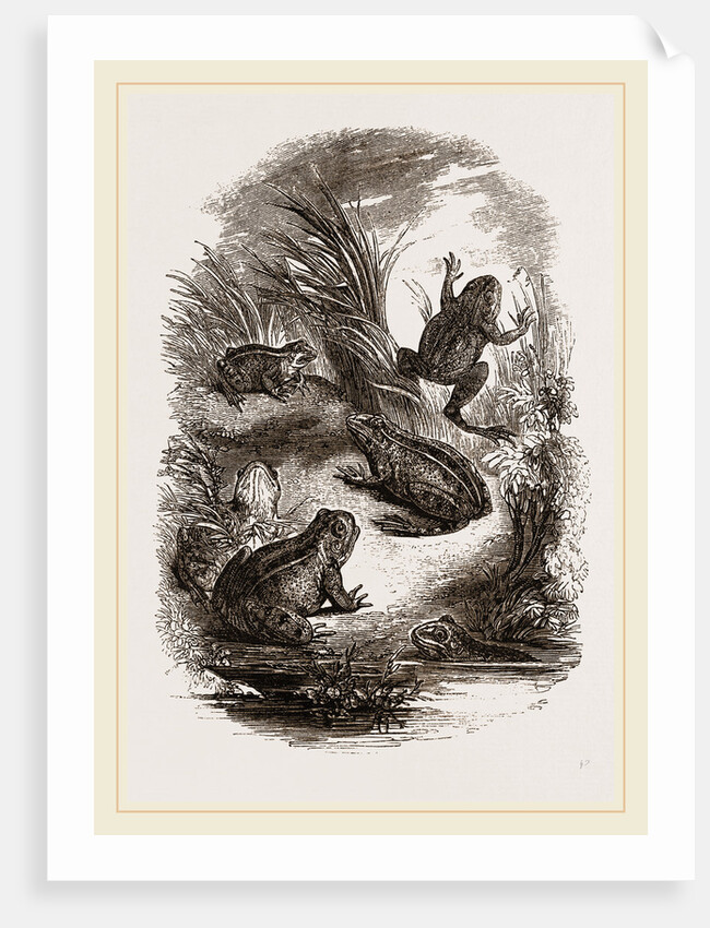 Water-Frogs by Anonymous