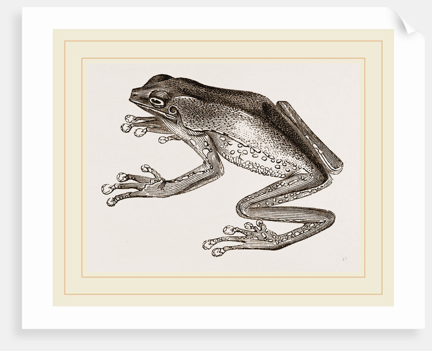 Bicoloured Tree-Frog by Anonymous