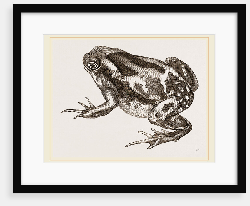 Marbled Toad by Anonymous