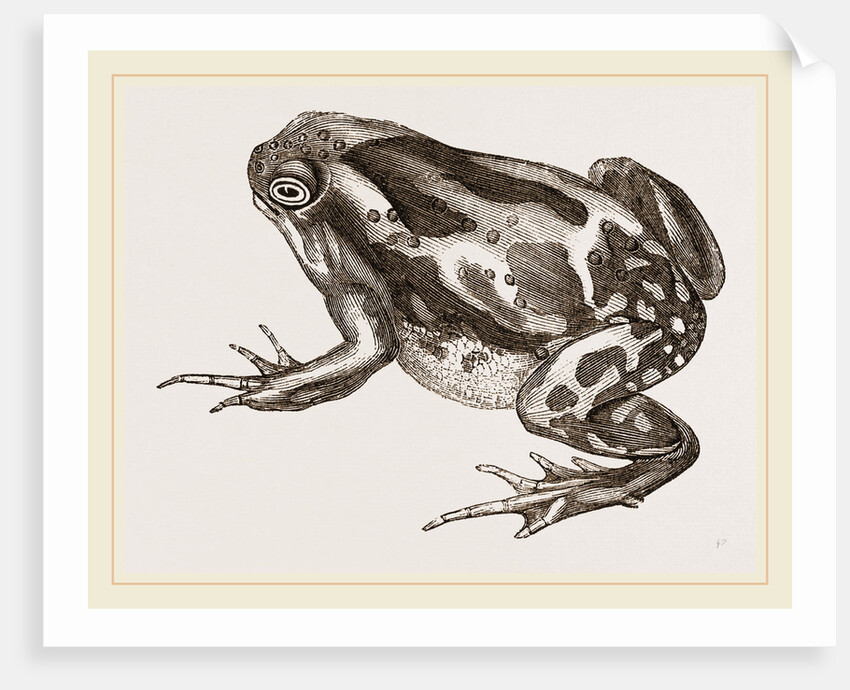 Marbled Toad by Anonymous