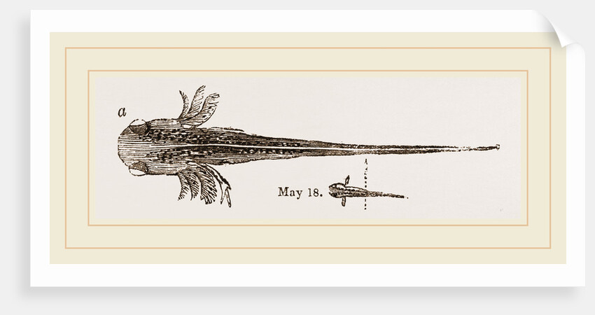 Tadpole at twelve days old by Anonymous