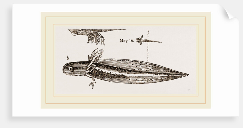 Tadpole at twelve days old by Anonymous