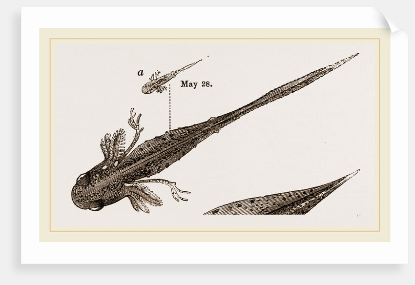 Tadpole at 22 and 37 days by Anonymous