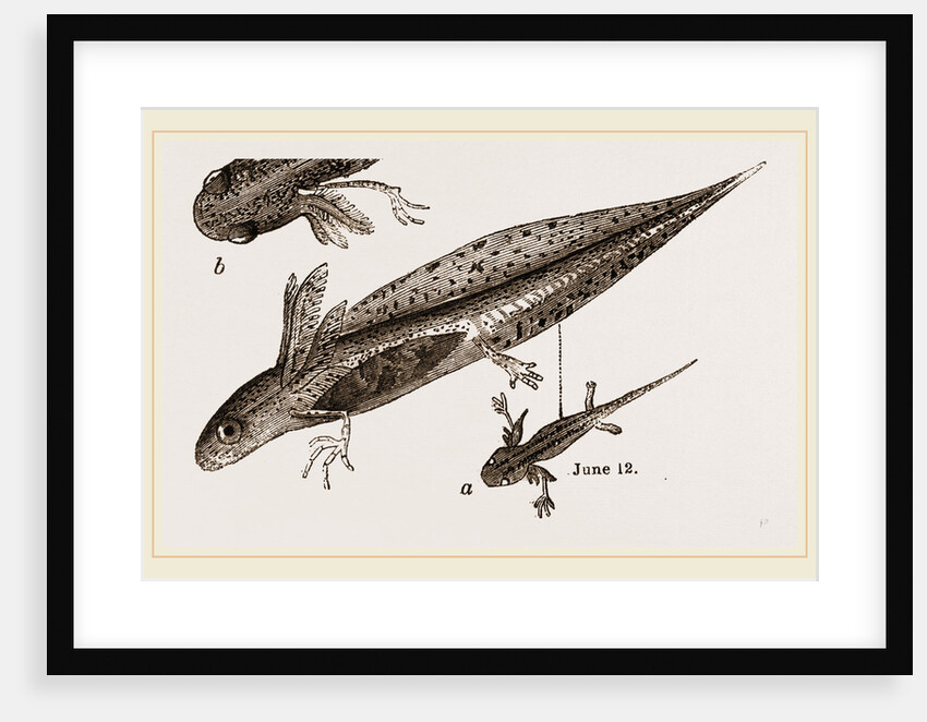 Tadpole at 22 and 37 days by Anonymous