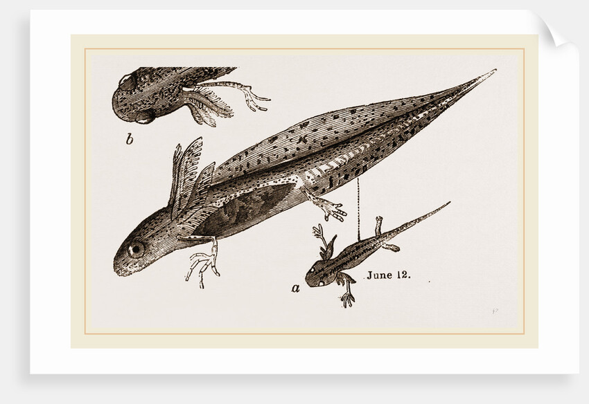 Tadpole at 22 and 37 days by Anonymous