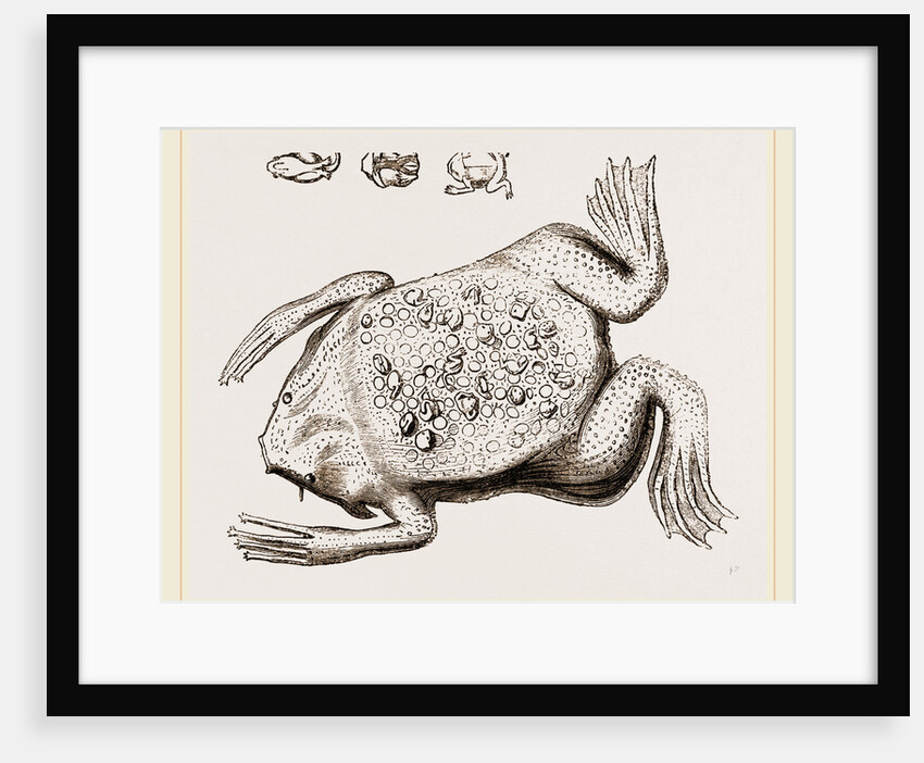 Surinam Toad by Anonymous
