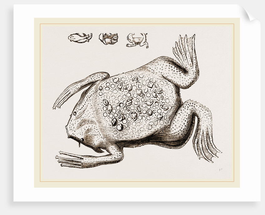 Surinam Toad by Anonymous
