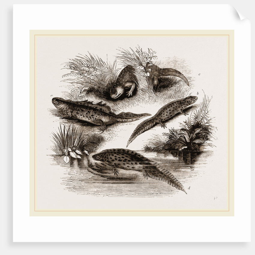 British Water Newts by Anonymous