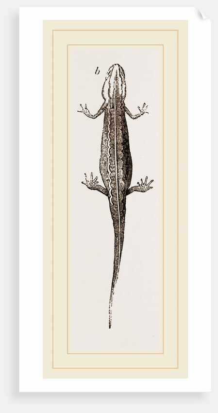 Common Smooth Newts by Anonymous