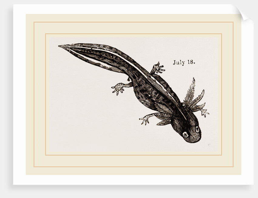 Last stage of Young Water Newt by Anonymous