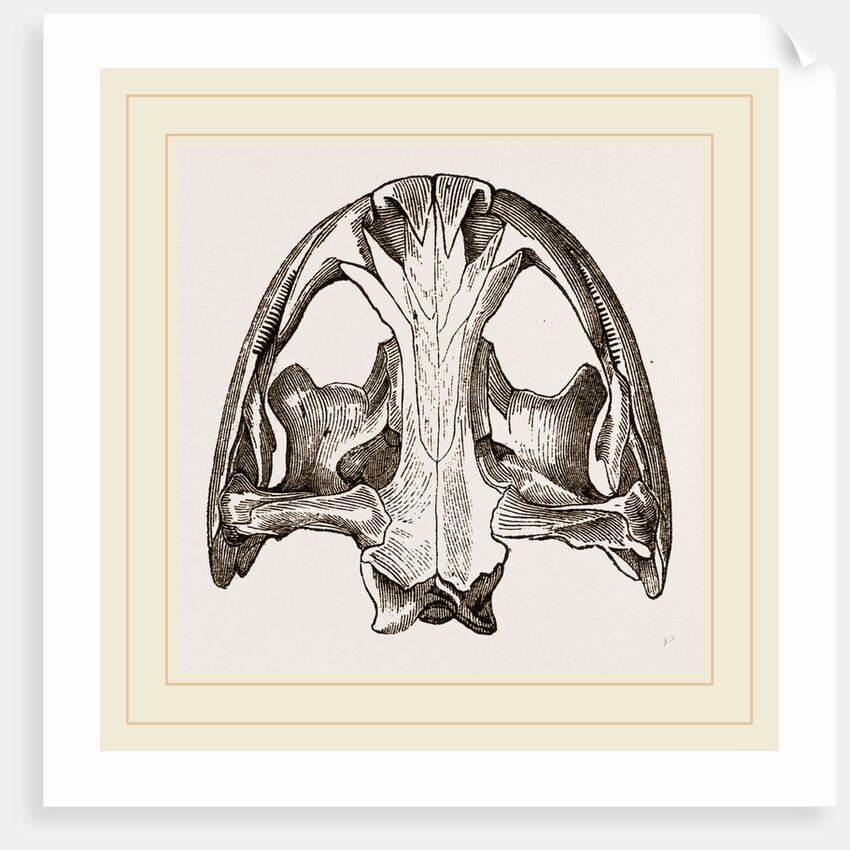 Skull of Menopome by Anonymous