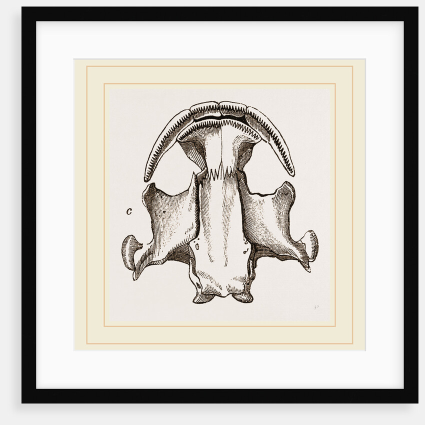 Skull of Menopome by Anonymous