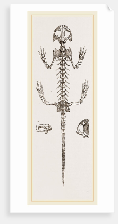 Skeleton of Salamander by Anonymous