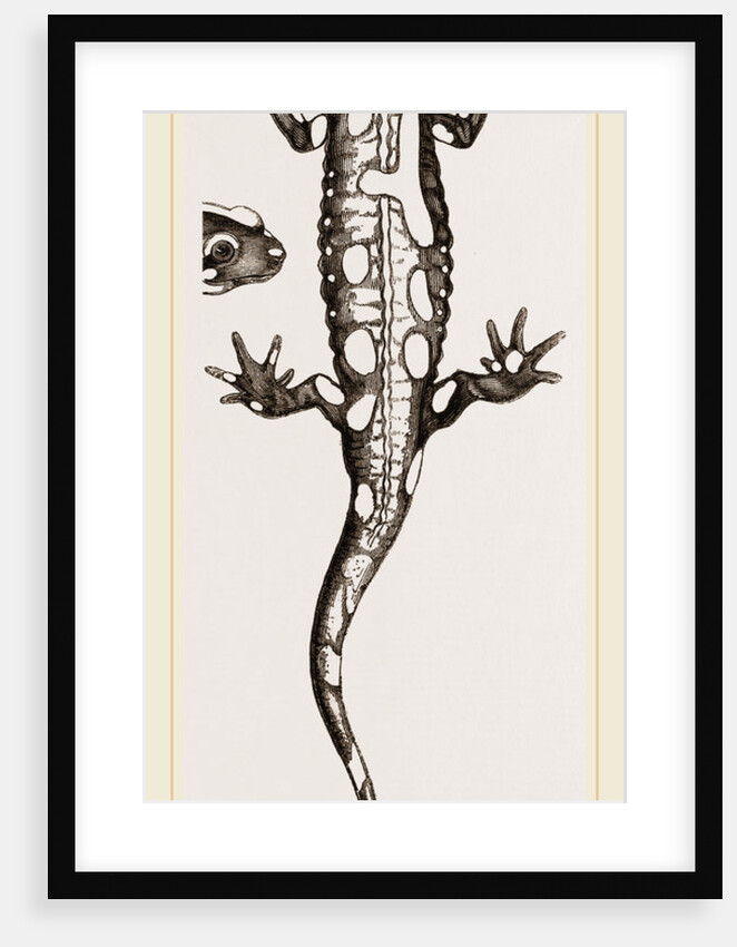 Spotted Salamander by Anonymous