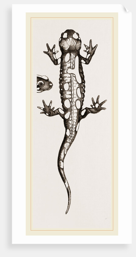 Spotted Salamander by Anonymous