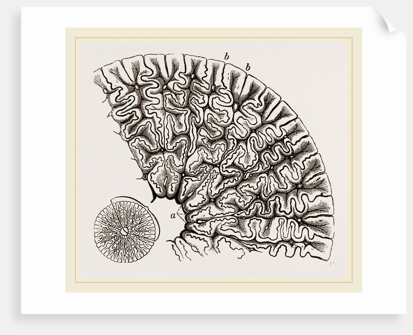 Tooth of Labyrinthodon by Anonymous