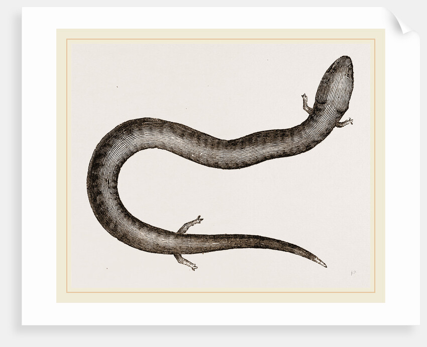 Three-toed Amphiuma by Anonymous