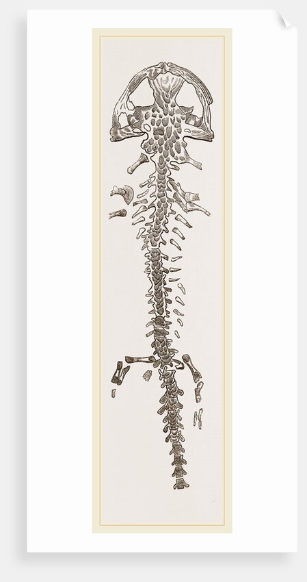 Great Fossil Salamander by Anonymous
