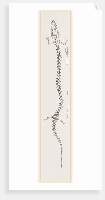 Skeleton of Proteus by Anonymous