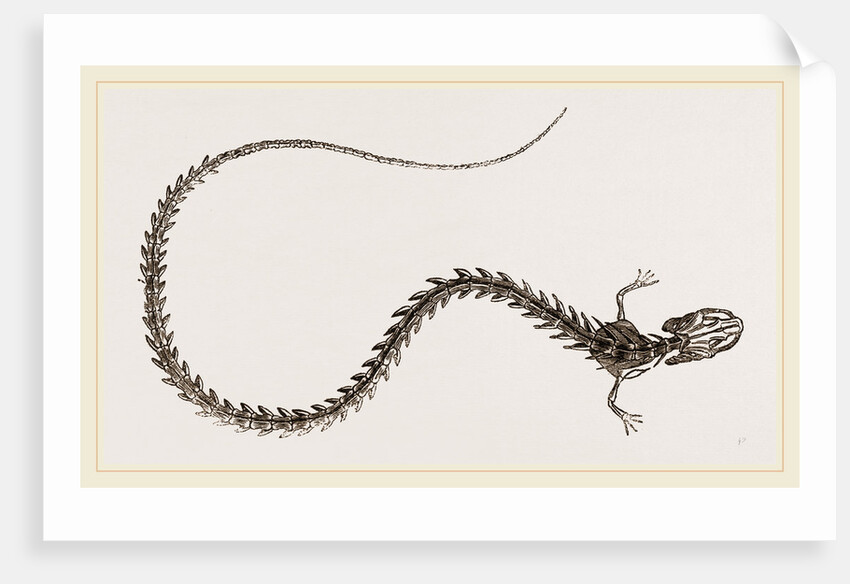 Skeleton of Striated Siren by Anonymous