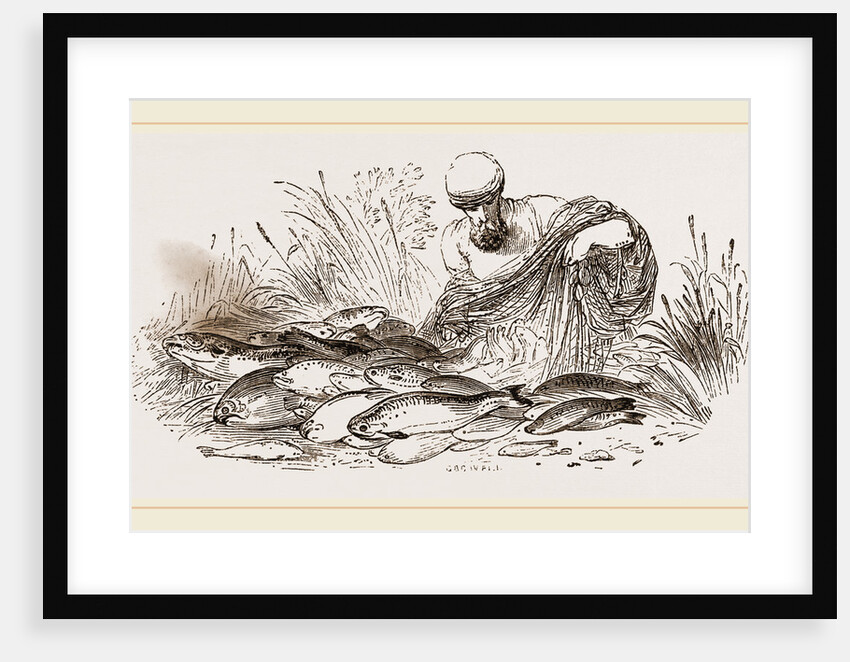 Group of Fishes by Anonymous