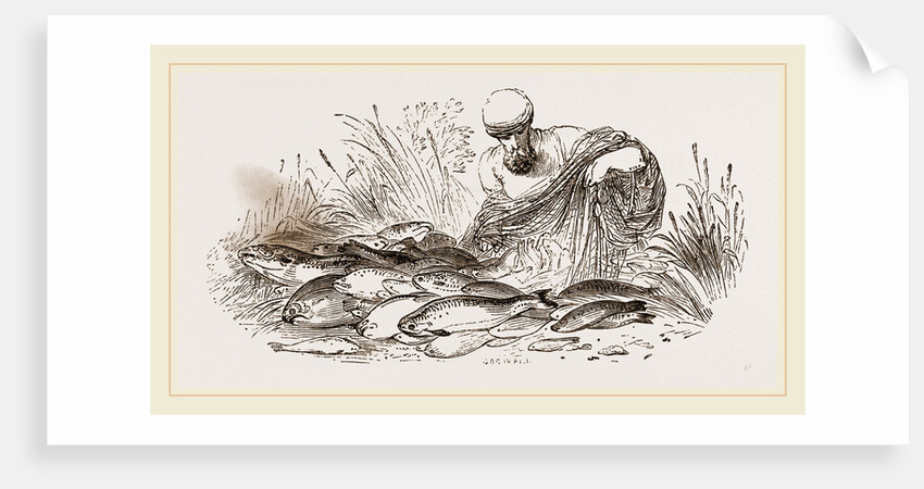 Group of Fishes by Anonymous