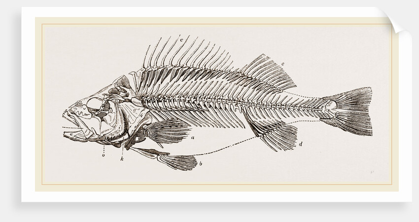 Slieleton of Perch by Anonymous