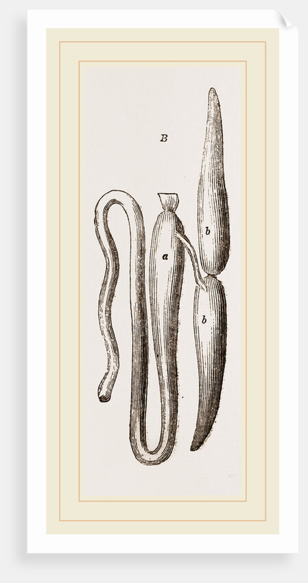 Simming-bladders of Dace and Conger-Eel by Anonymous