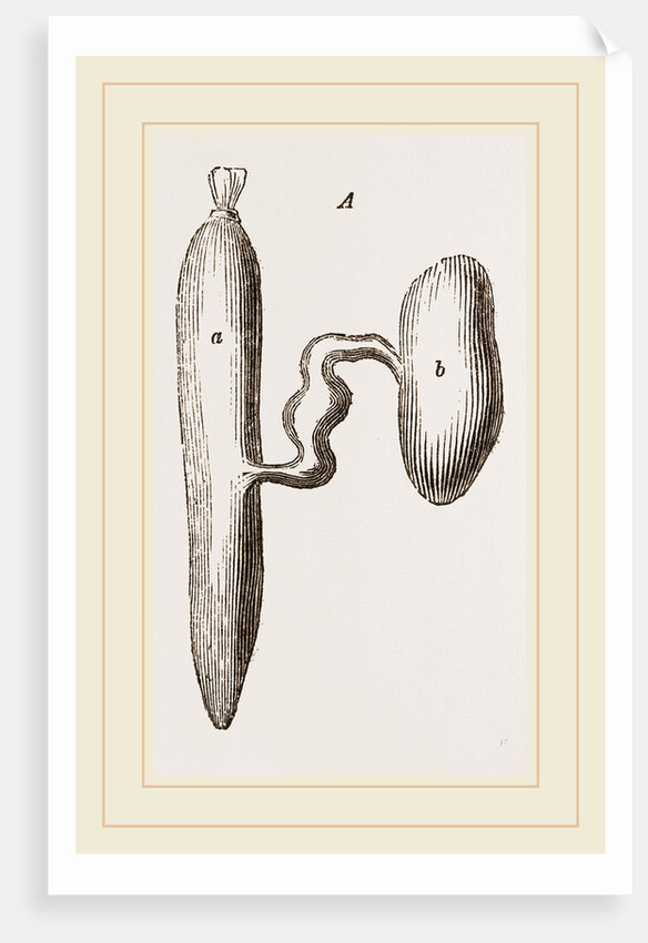 Simming-bladders of Dace and Conger-Eel by Anonymous