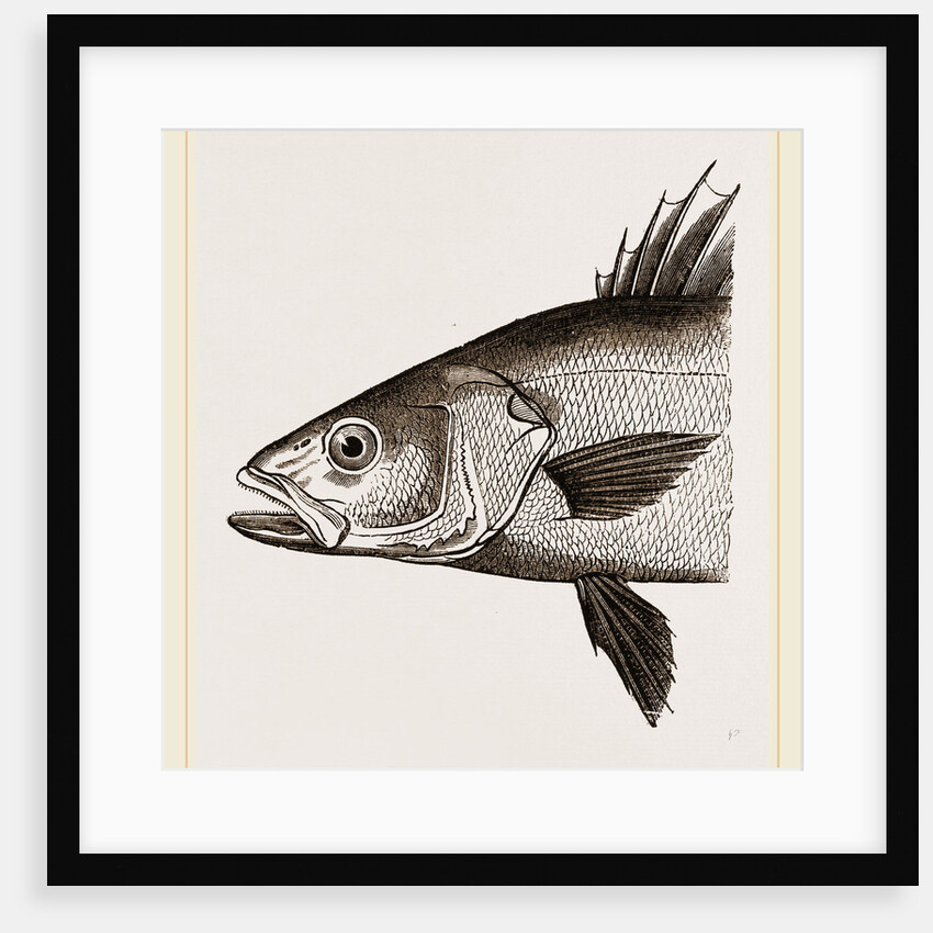 Head of Basse by Anonymous