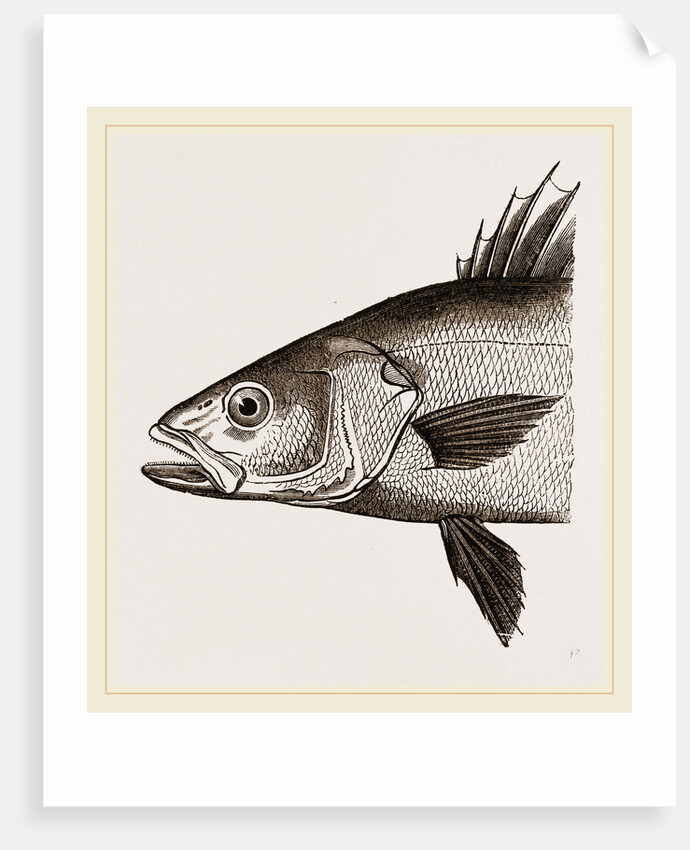 Head of Basse by Anonymous