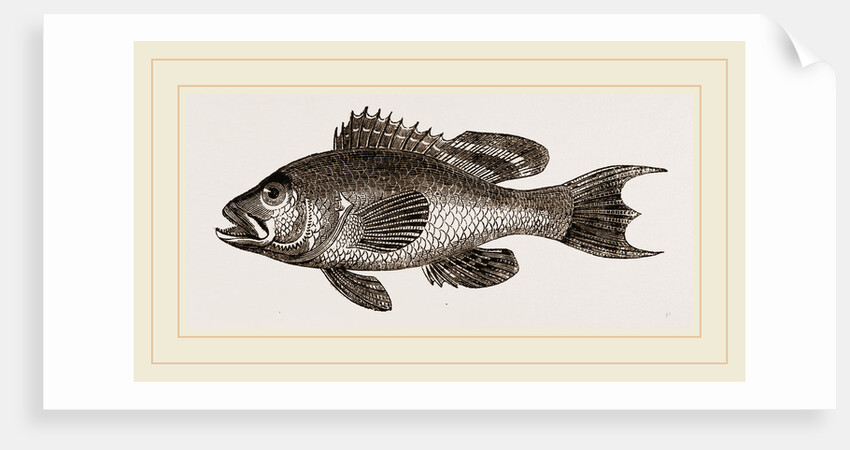 Black basse by Anonymous