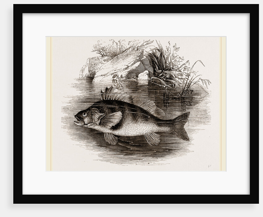 Perch by Anonymous
