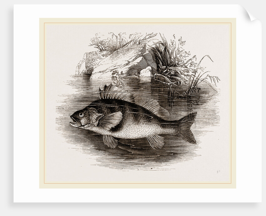 Perch by Anonymous