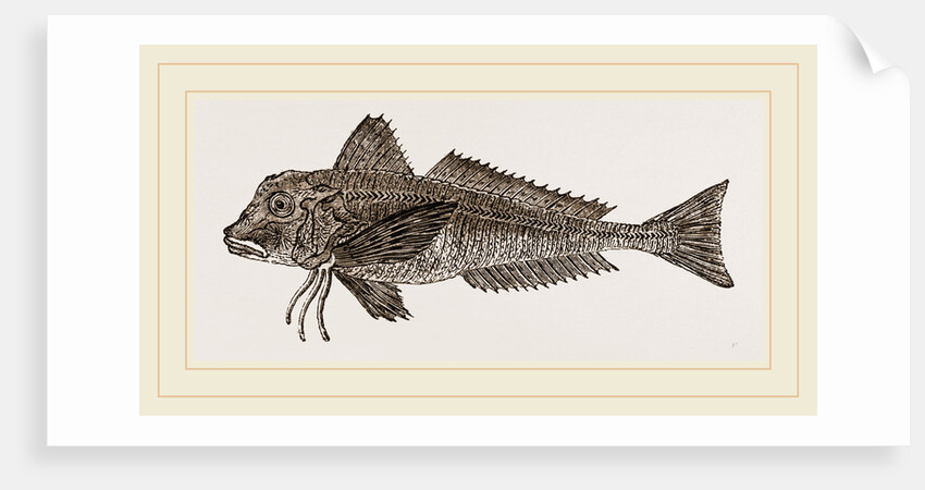 Streaked Gurnard by Anonymous