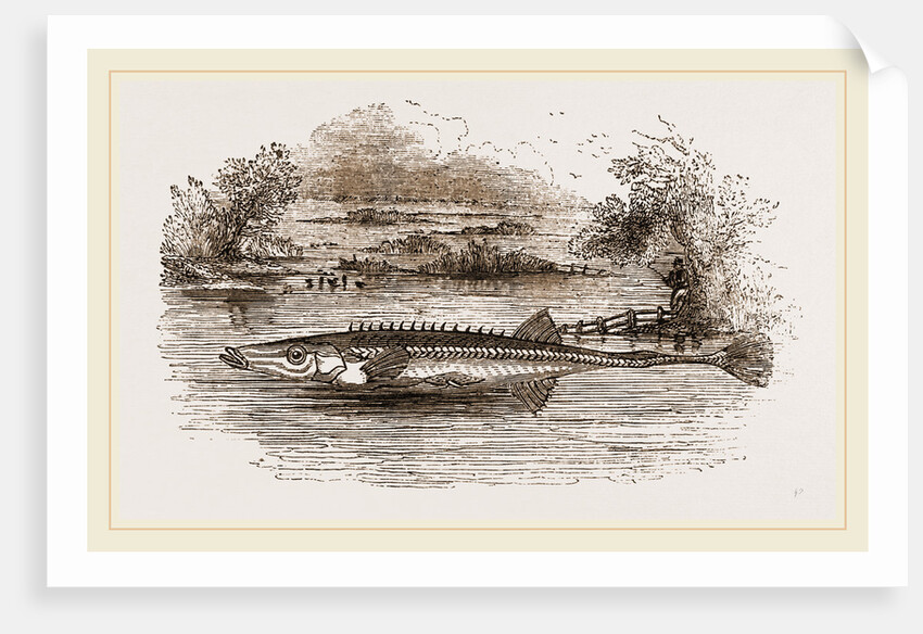 Fifteen spined Stickleback by Anonymous