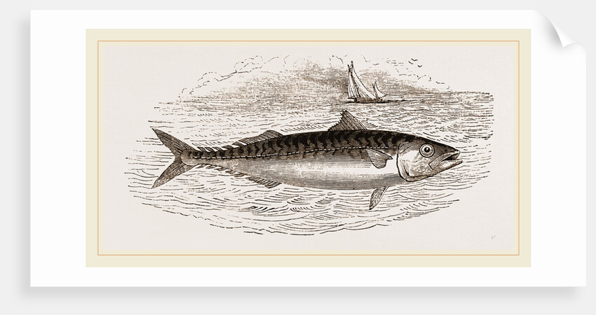 Mackerel by Anonymous