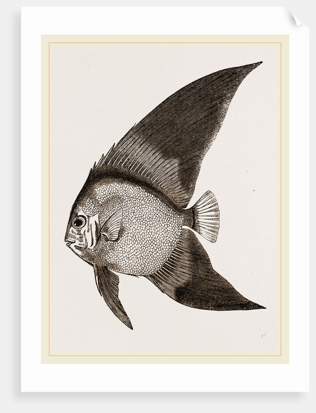 Bat Chaetodon by Anonymous
